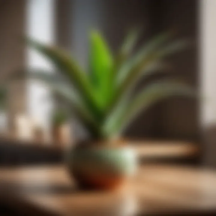 Aloe Vera: Healing and Allergy-Safe Indoor Plant Aloe Vera plant in a minimalist pot on a wooden table