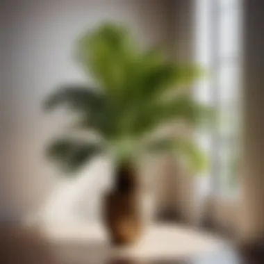 Tropical vibes of a towering areca palm