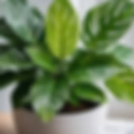 Lush green plant with variegated leaves in modern ceramic pot