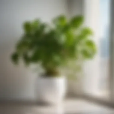 Sleek white planter with cascading vines of a pothos plant