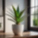 Aloe Vera plant in modern white pot
