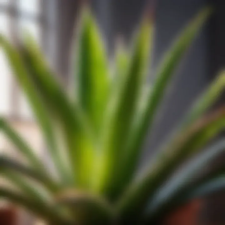 Radiant Aloe Vera plant basking in natural light
