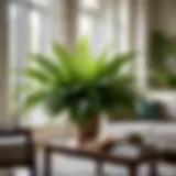 Lush green Boston Fern in a modern living room
