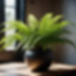 Lush green fern plant in a stylish pot