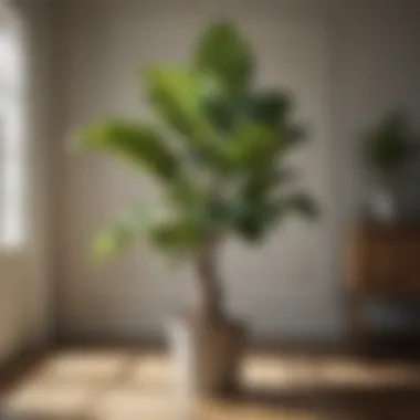 Fiddle Leaf Fig: A Statement of Style Fiddle leaf fig adding a touch of drama to a modern interior