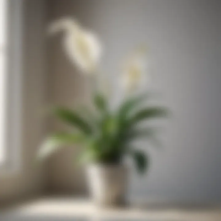 Peace lily blooming in a bright, indirect light corner