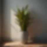 Lush foliage of a snake plant in a stylish indoor setting