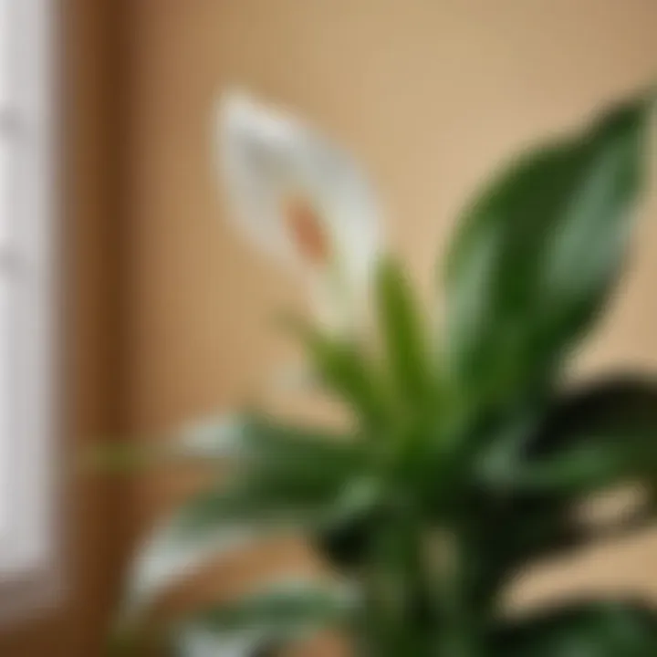 Colorful Peace Lily adding vibrancy to a cozy corner