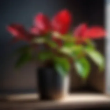Nerve Plant - Vibrant and Pet-Friendly Bright red and green nerve plant on a wooden shelf