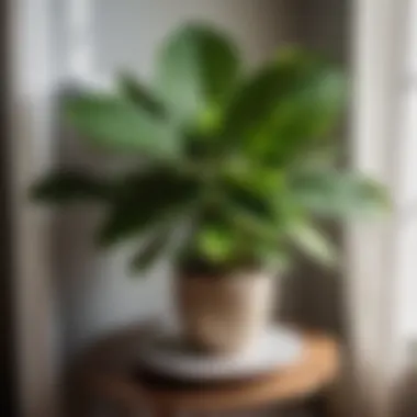 Prayer Plant - Tranquil and Pet-Safe Fresh green prayer plant on a boho chic side table