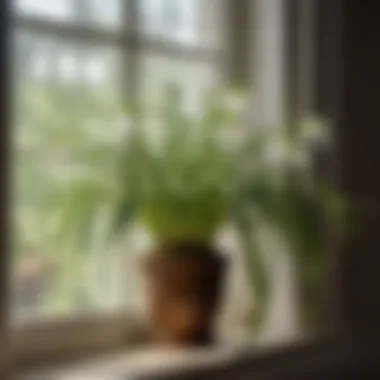 Spiderwort - Elegant and Safe for Pets Cascading green and white variegated spiderwort hanging by a window