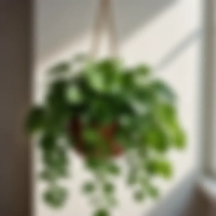 Pothos plant cascading from hanging planter