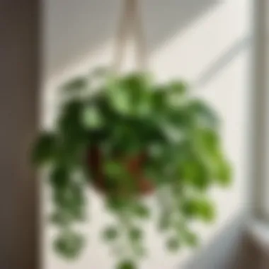 Pothos Plant Cascading from Hanging Planter Pothos plant cascading from hanging planter