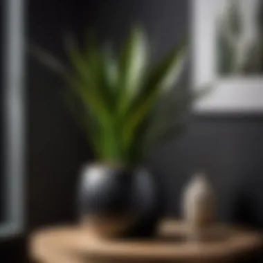 Elegant Snake Plant in Sleek Black Pot Snake plant in minimalist black pot