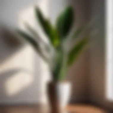 Tall Snake Plant against a minimalist backdrop
