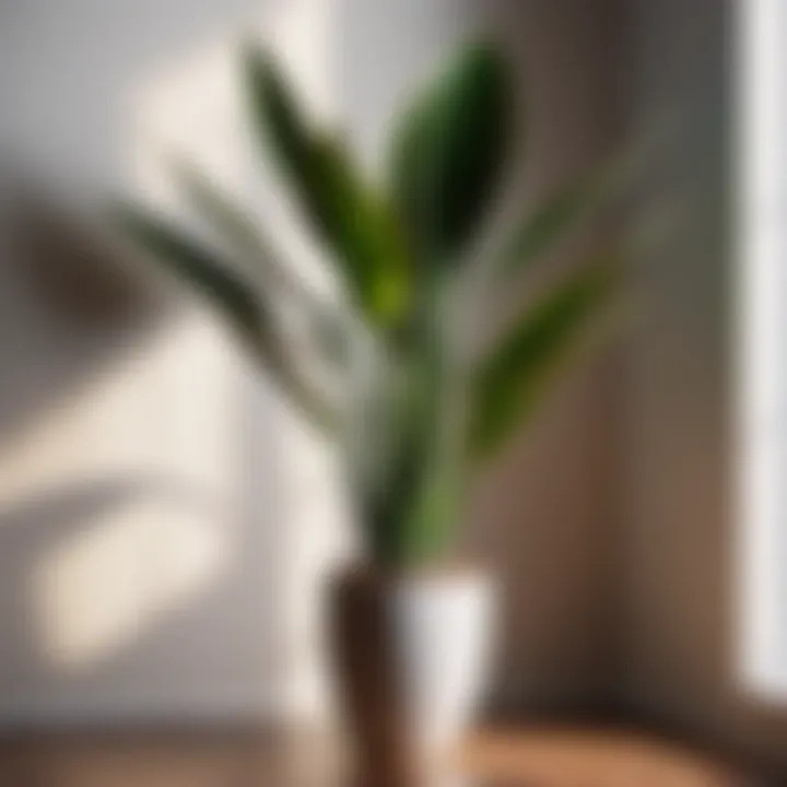 Tall Snake Plant against a minimalist backdrop