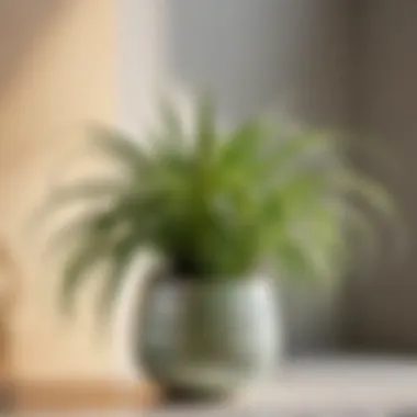 Spider plant in textured ceramic pot