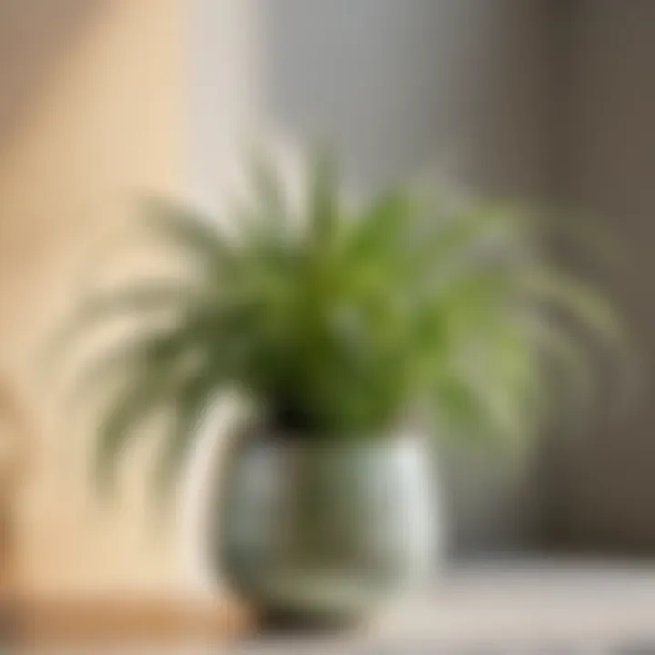 Spider plant in textured ceramic pot