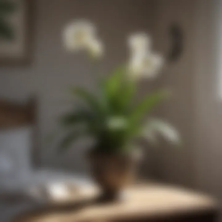 Peace Lily: Elegance and Purification Peace lily blooming gracefully in a bedroom corner