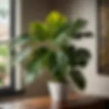 Majestic Philodendron Xanadu indoor plant in elegant setting
