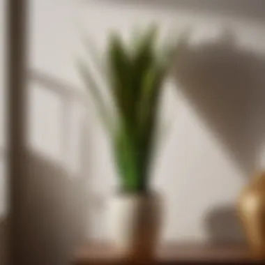 Stunning Snake Plant adding modern touch to indoor decor