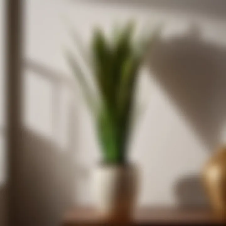 Stunning Snake Plant adding modern touch to indoor decor