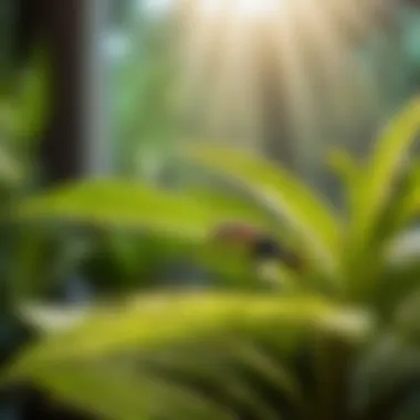 Gnat-Free Haven Botanical Sanctuary