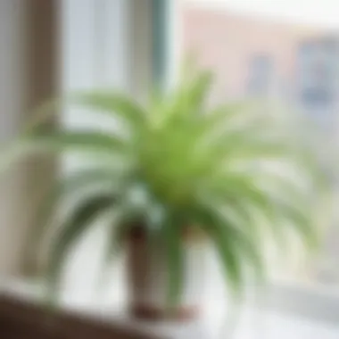 Radiant Spider Plant vibrant spider plant on a bright airy windowsill