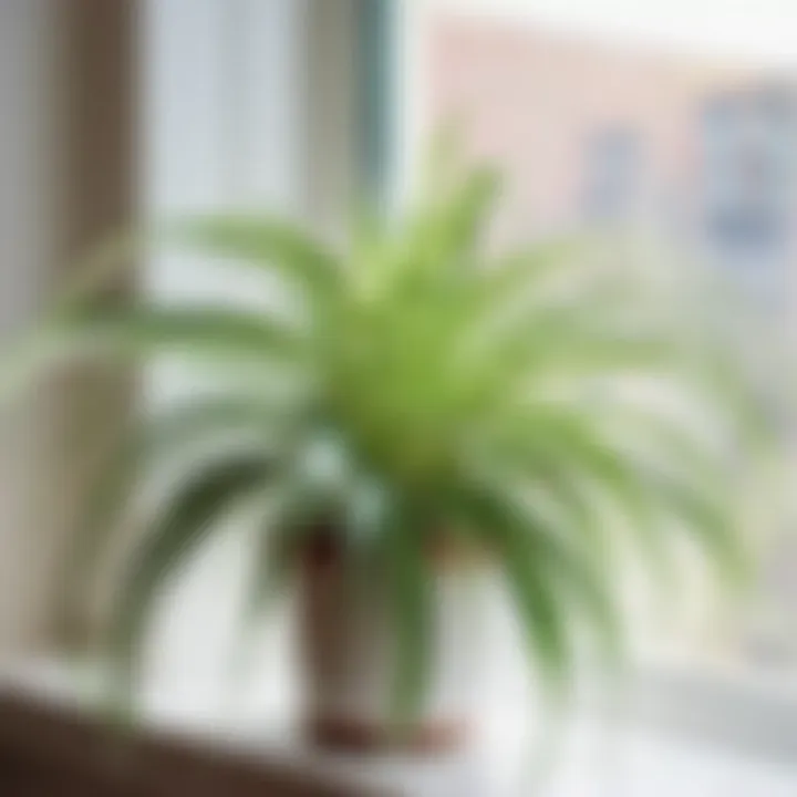 Radiant Spider Plant vibrant spider plant on a bright airy windowsill