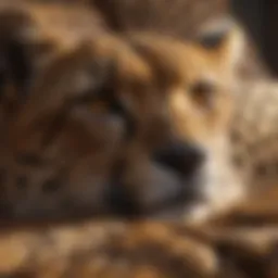 Luxurious cheetah print bedding set showcasing elegance
