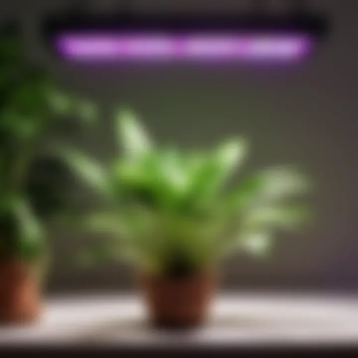 Indoor plant under LED grow lights