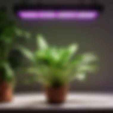 Maximizing Plant Health with LED Lighting Indoor plant under LED grow lights