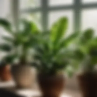 Indoor plants basking in natural sunlight