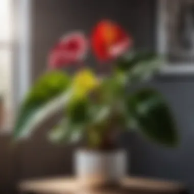 Colorful Anthurium Andraeanum Colorful Anthurium Andraeanum indoor plant