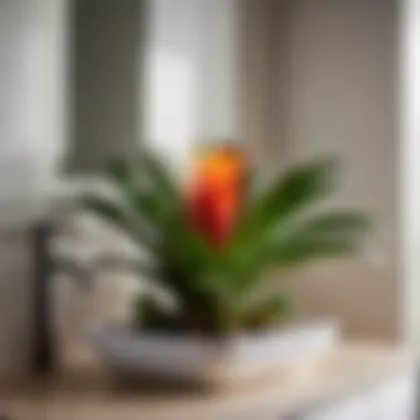 Vibrant Touch: Bromeliad Plant Adding Color to Your Bathroom Colorful Bromeliad Plant in Bathroom