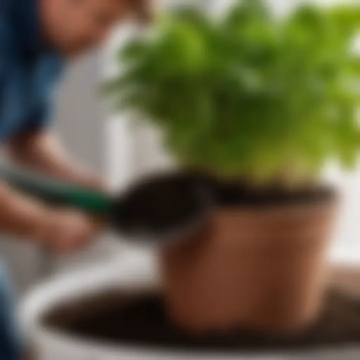 Hand holding shovel applying compost to potted plant