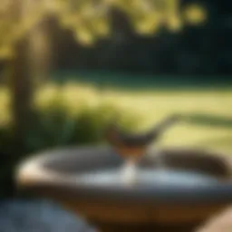 A beautiful bird enjoying a bird bath pump
