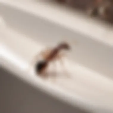 Texas Bathroom Ant Species Texas Bathroom Ant Species