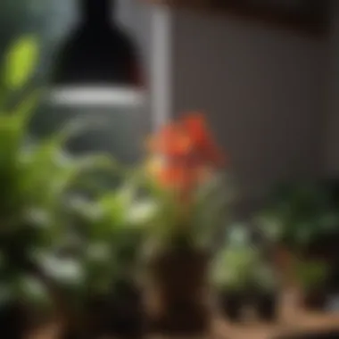 Light Spectrum for Optimal Plant Growth Spectrum chart showcasing light wavelengths for plant growth