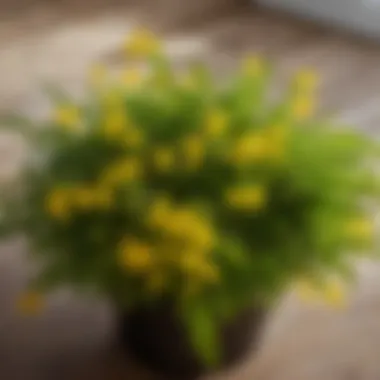 Sticky Gnat Traps Placement Aerial view of indoor plant with sticky yellow gnat traps scattered around