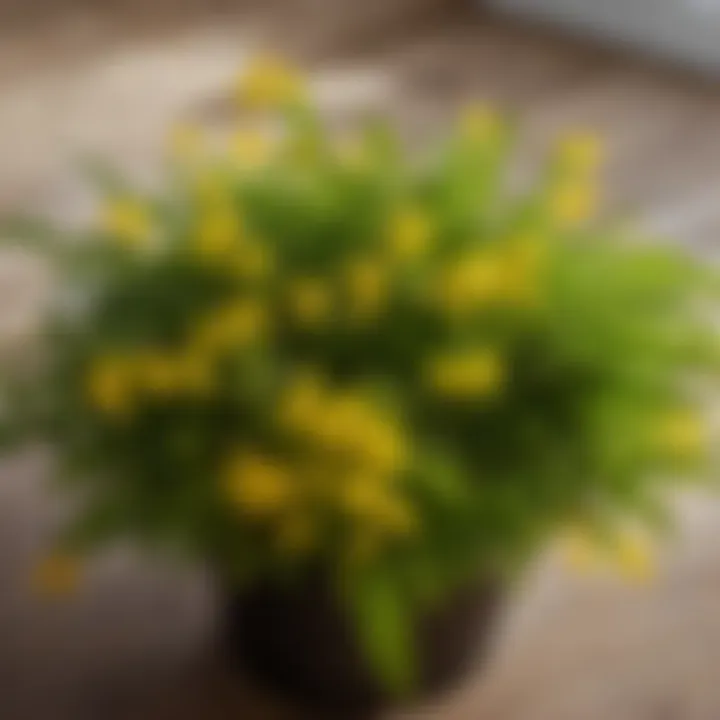 Sticky Gnat Traps Placement Aerial view of indoor plant with sticky yellow gnat traps scattered around