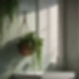 Elegant green plant hanging in bathroom