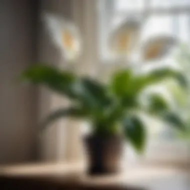 Elegant Peace Lily Elegant Peace Lily indoor plant