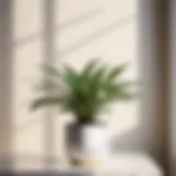 Elegant white leaf indoor plant in minimalist setting