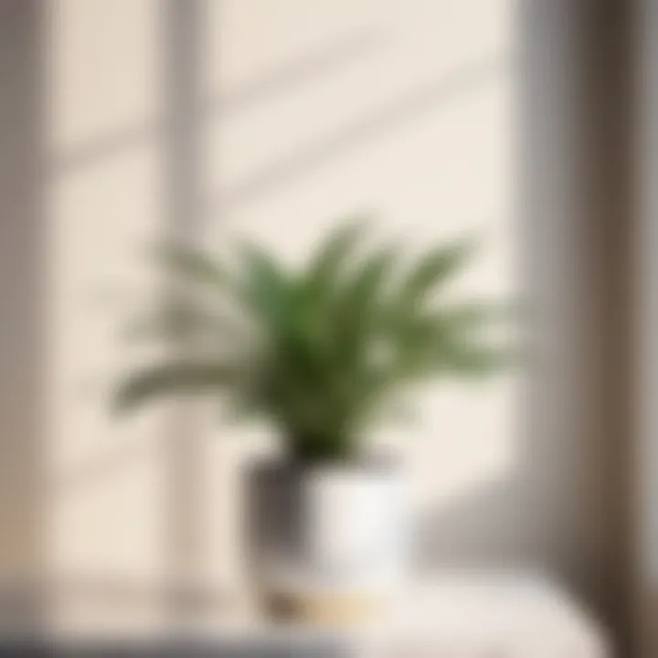 Elegant white leaf indoor plant in minimalist setting