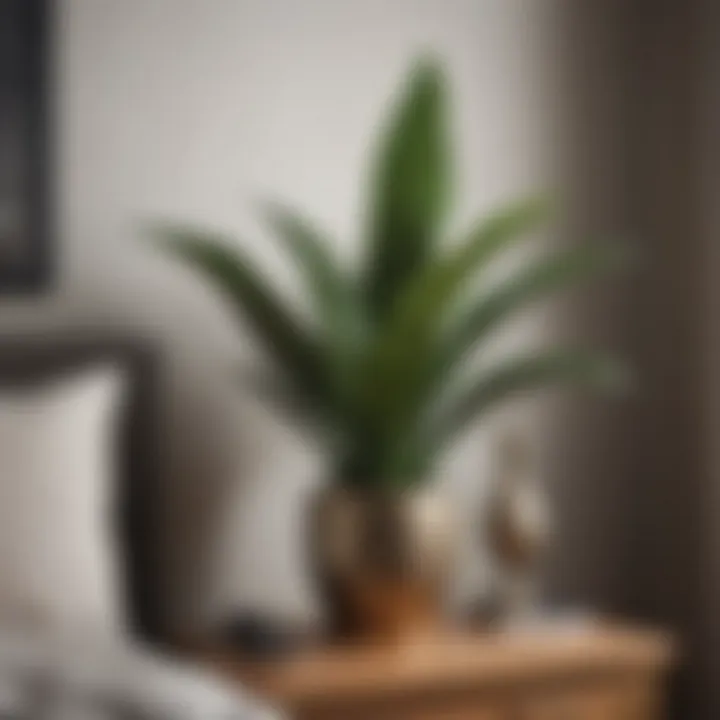 Sleek snake plant adding modern touch to bedroom decor