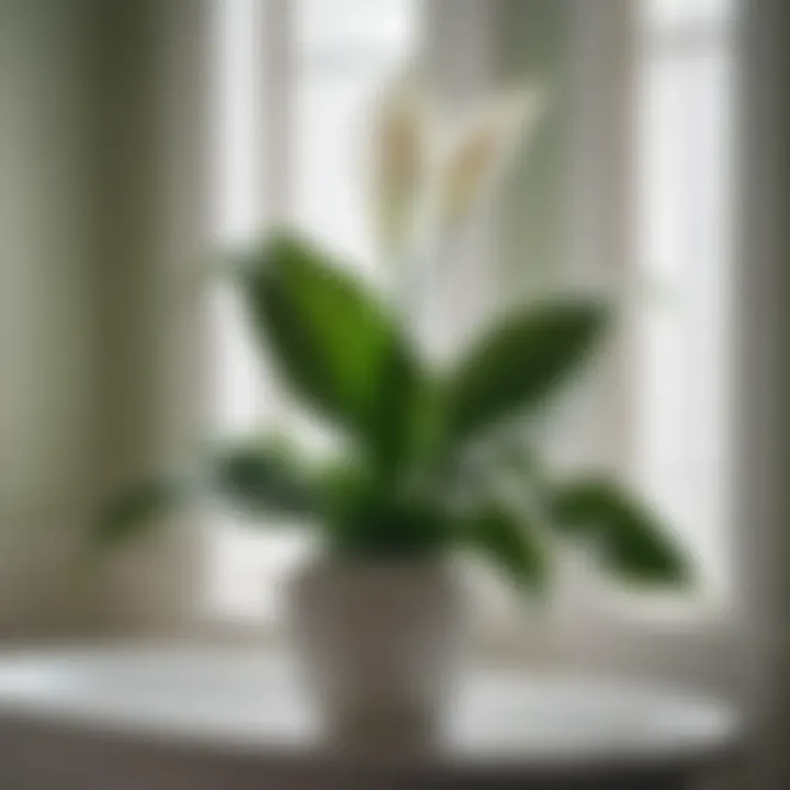 Peace Lily in Bathroom