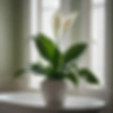 Peace Lily - Tranquility in Your Bathroom Sanctuary Peace Lily in Bathroom