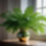 Green Foliage Enhancing Home Decor Green Foliage Enhancing Home Decor
