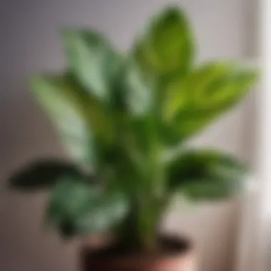 Exotic Calathea Orbifolia Exotic Calathea Orbifolia indoor plant